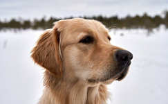 Входит ли в компенсацию проезда стоимость перевозки питомца?